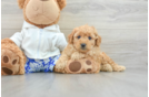 Best Mini Goldendoodle Baby