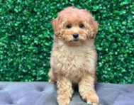 9 week old Mini Goldendoodle Puppy For Sale - Windy City Pups