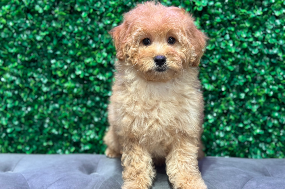 9 week old Mini Goldendoodle Puppy For Sale - Windy City Pups