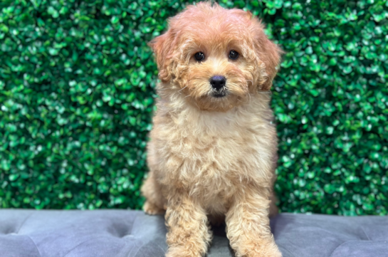 Mini Goldendoodle Puppy for Adoption