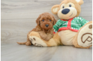 Small Mini Goldendoodle Baby