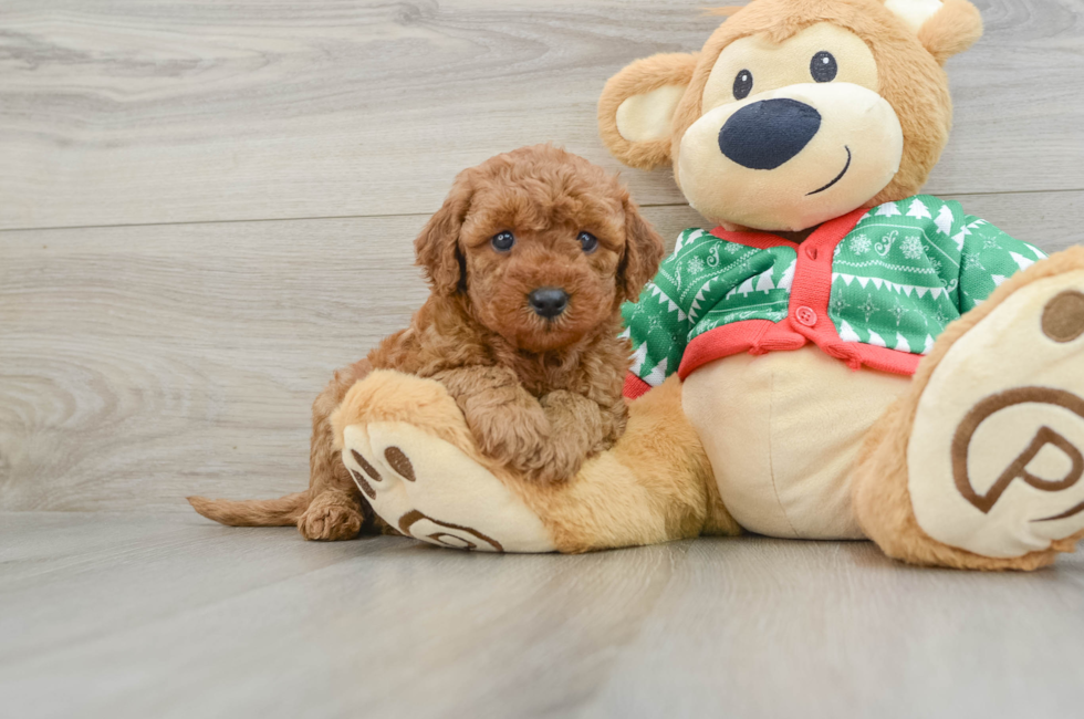 5 week old Mini Goldendoodle Puppy For Sale - Windy City Pups