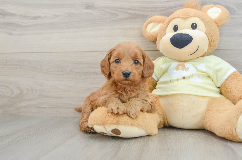 6 week old Mini Goldendoodle Puppy For Sale - Windy City Pups