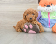 7 week old Mini Goldendoodle Puppy For Sale - Windy City Pups
