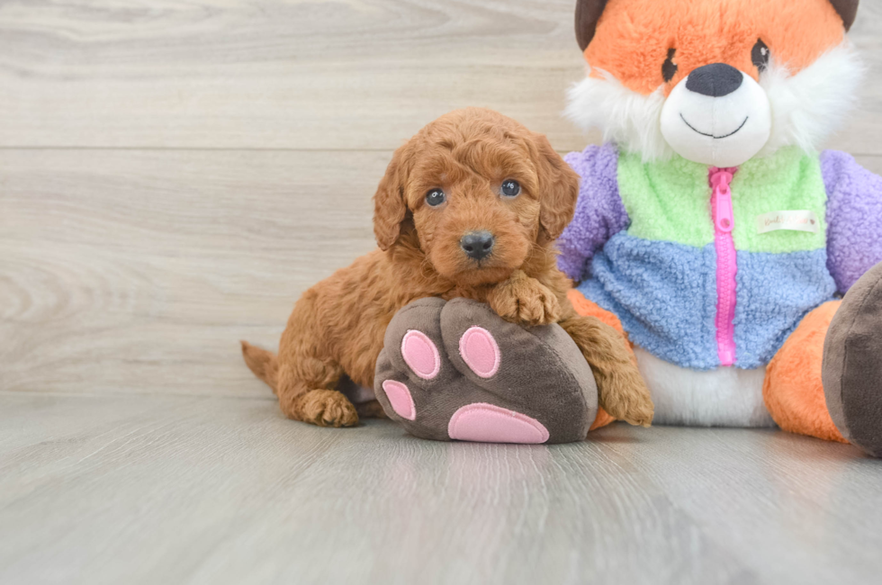 6 week old Mini Goldendoodle Puppy For Sale - Windy City Pups