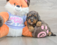7 week old Mini Goldendoodle Puppy For Sale - Windy City Pups