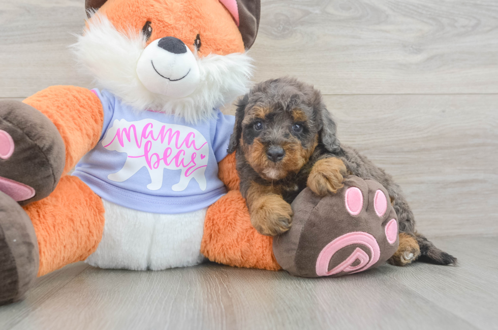 6 week old Mini Goldendoodle Puppy For Sale - Windy City Pups