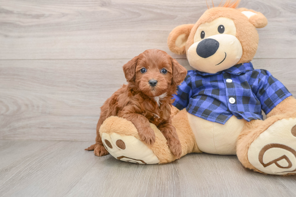 Friendly Mini Goldendoodle Baby