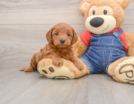 8 week old Mini Goldendoodle Puppy For Sale - Windy City Pups