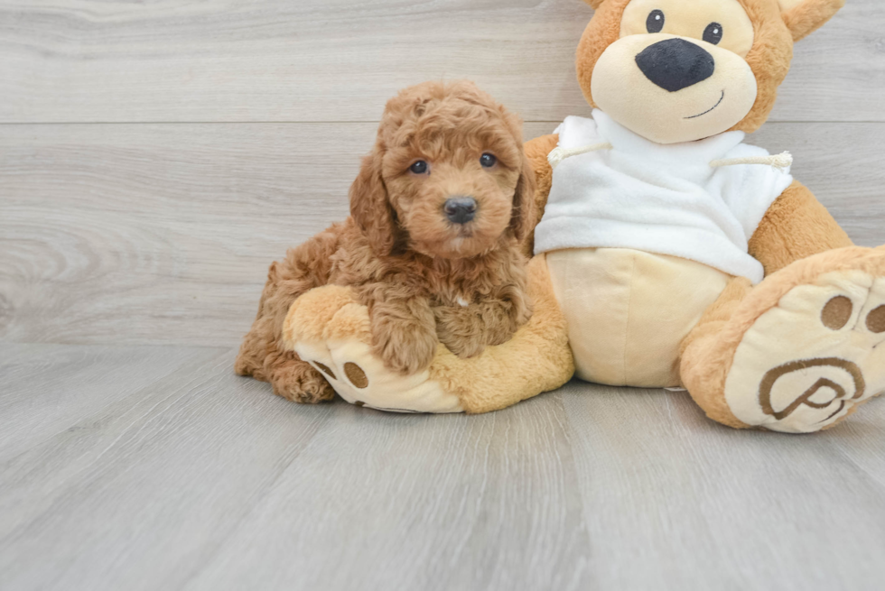 Best Mini Goldendoodle Baby