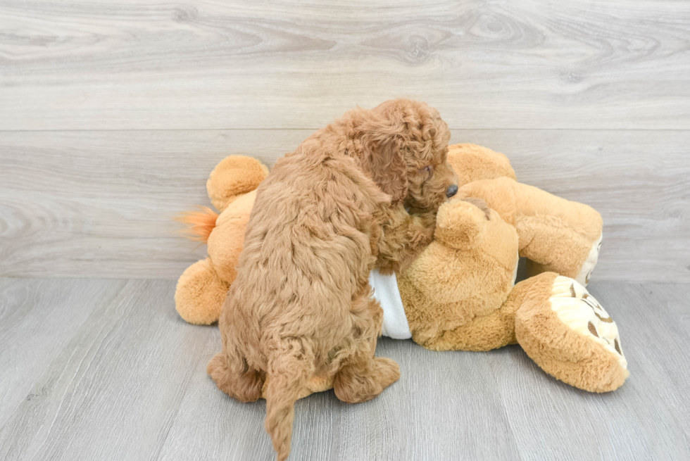 Cute Mini Goldendoodle Baby