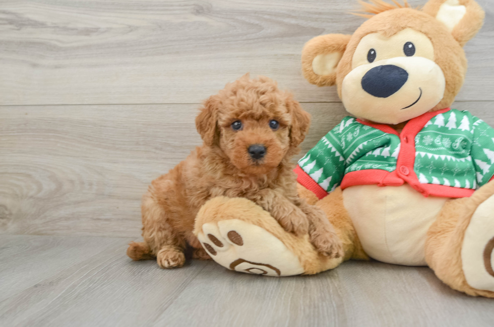 5 week old Mini Goldendoodle Puppy For Sale - Windy City Pups