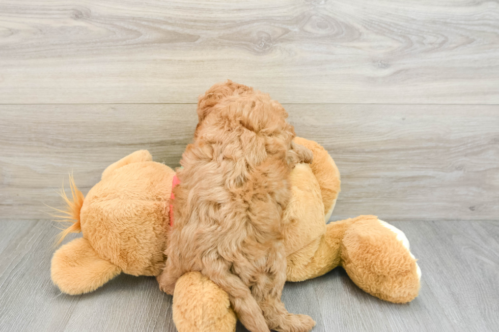 Mini Goldendoodle Puppy for Adoption