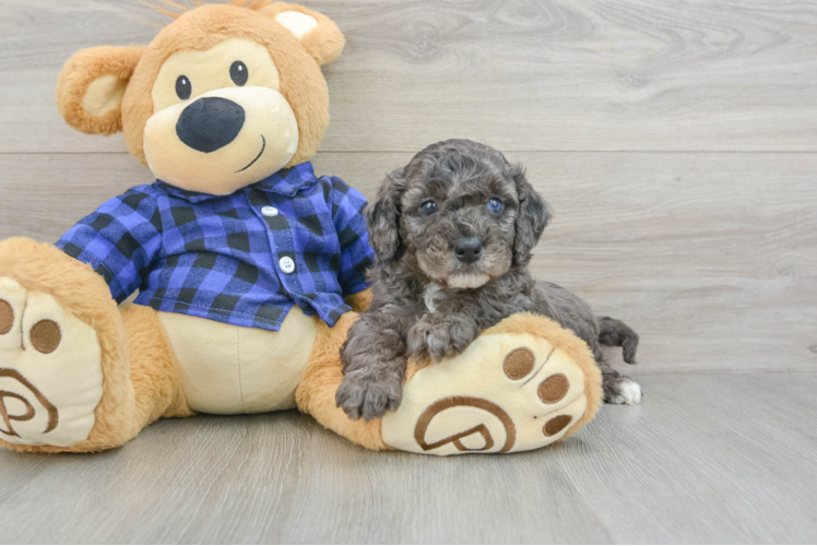 Small Mini Goldendoodle Baby