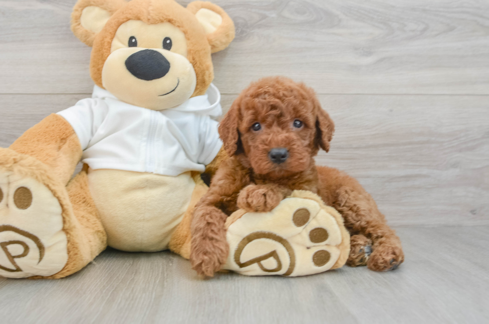 5 week old Mini Goldendoodle Puppy For Sale - Windy City Pups