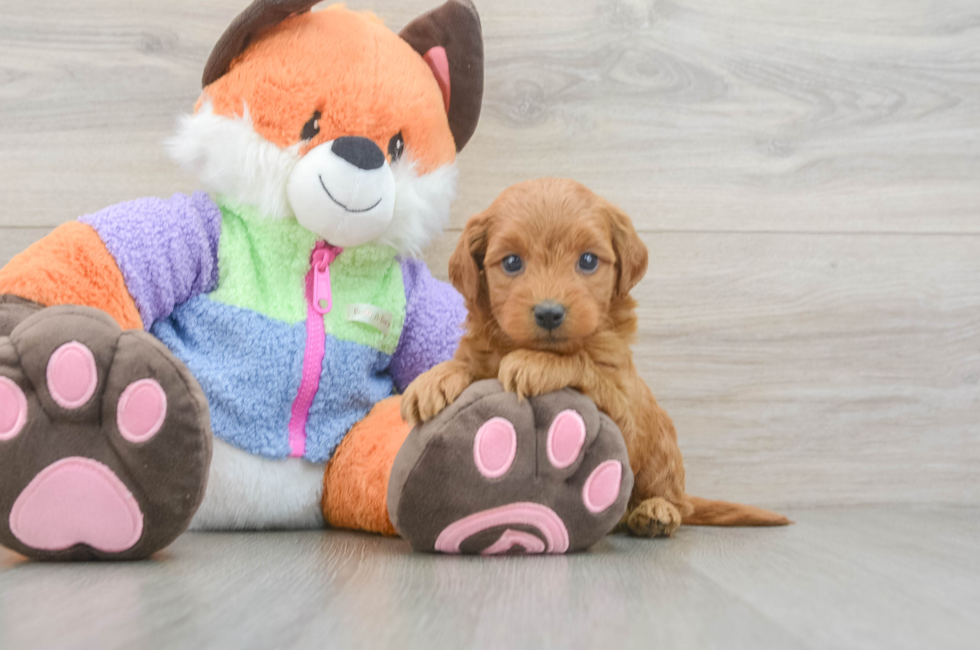6 week old Mini Goldendoodle Puppy For Sale - Windy City Pups