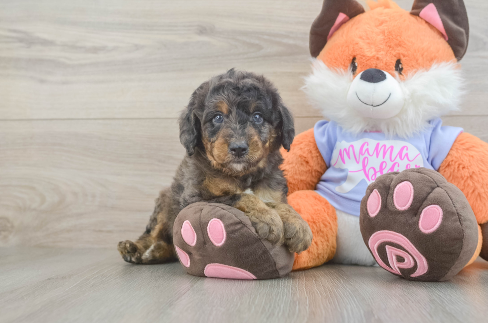 6 week old Mini Goldendoodle Puppy For Sale - Windy City Pups