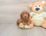 7 week old Mini Goldendoodle Puppy For Sale - Windy City Pups