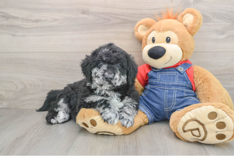 Mini Goldendoodle Puppy for Adoption