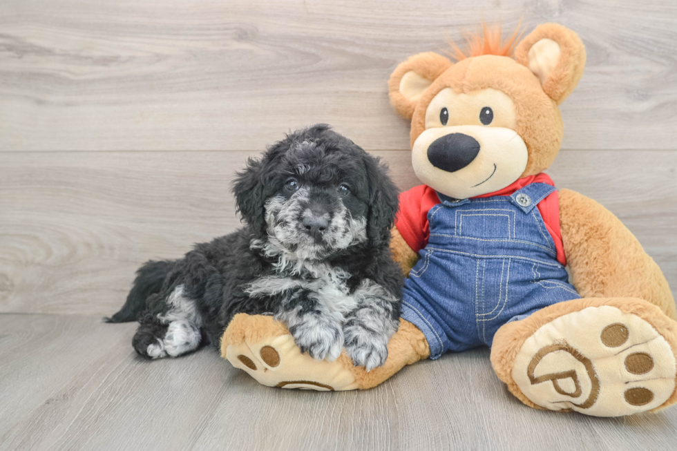 Mini Goldendoodle Puppy for Adoption