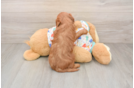 Small Mini Goldendoodle Baby