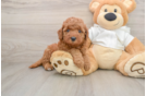 Friendly Mini Goldendoodle Baby