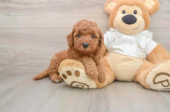 Friendly Mini Goldendoodle Baby