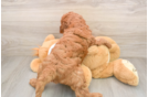 Mini Goldendoodle Pup Being Cute