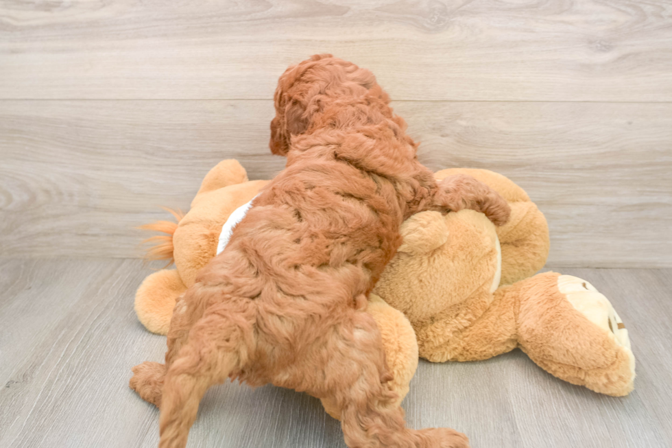 Mini Goldendoodle Pup Being Cute