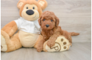 Mini Goldendoodle Puppy for Adoption