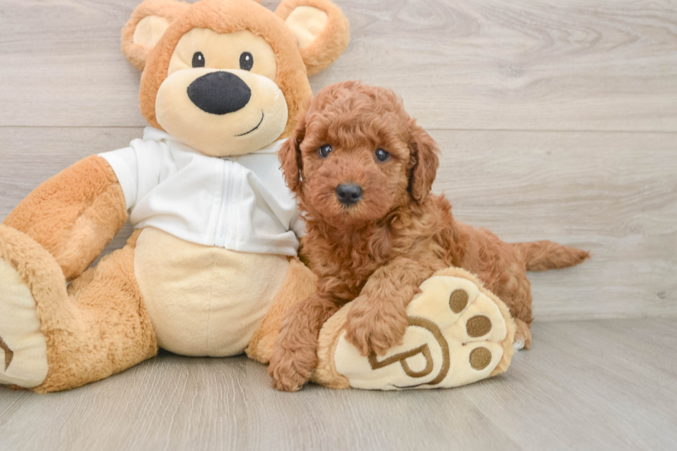 Mini Goldendoodle Puppy for Adoption