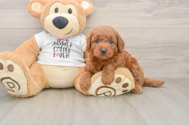 Friendly Mini Goldendoodle Baby