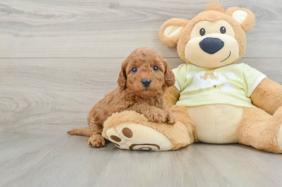 6 week old Mini Goldendoodle Puppy For Sale - Windy City Pups