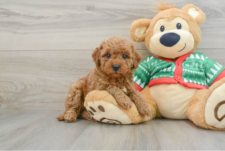 Adorable Golden Retriever Poodle Mix Poodle Mix Puppy