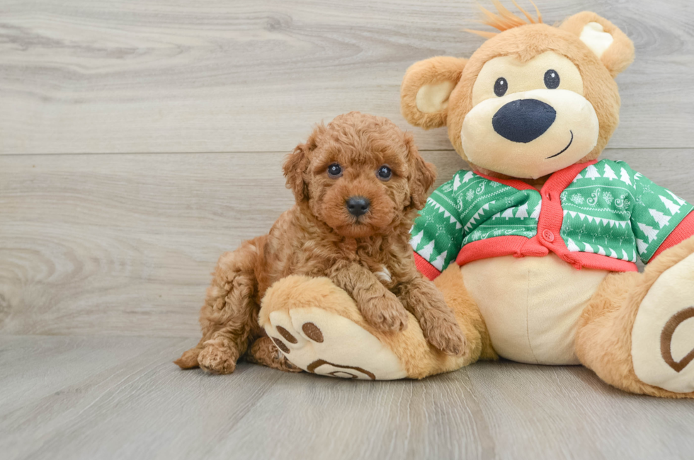 5 week old Mini Goldendoodle Puppy For Sale - Windy City Pups