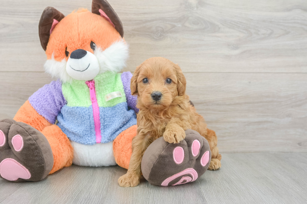 6 week old Mini Goldendoodle Puppy For Sale - Windy City Pups