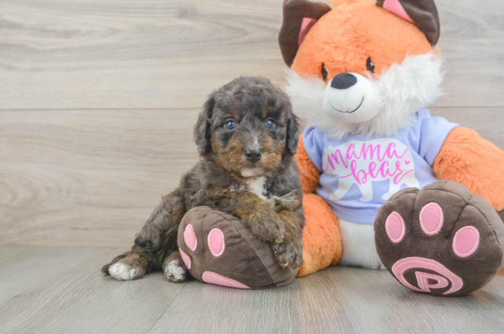 6 week old Mini Goldendoodle Puppy For Sale - Windy City Pups