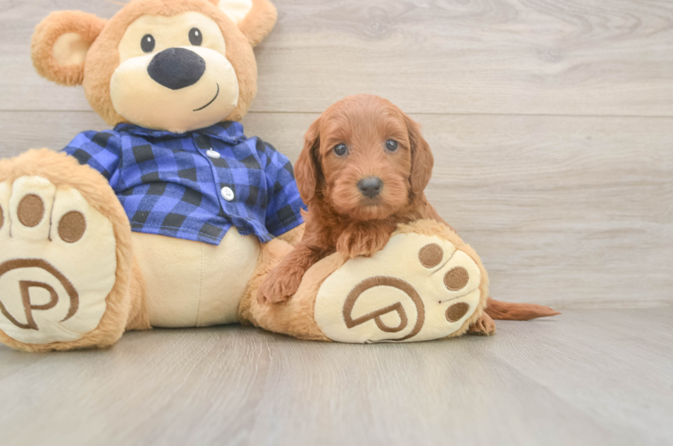 7 week old Mini Goldendoodle Puppy For Sale - Windy City Pups