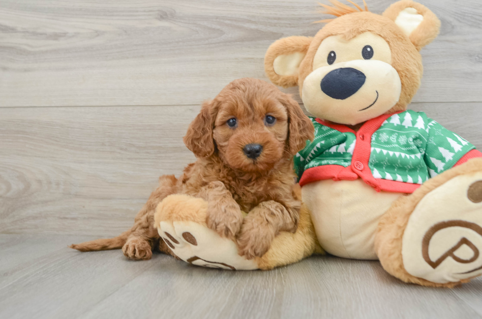 5 week old Mini Goldendoodle Puppy For Sale - Windy City Pups