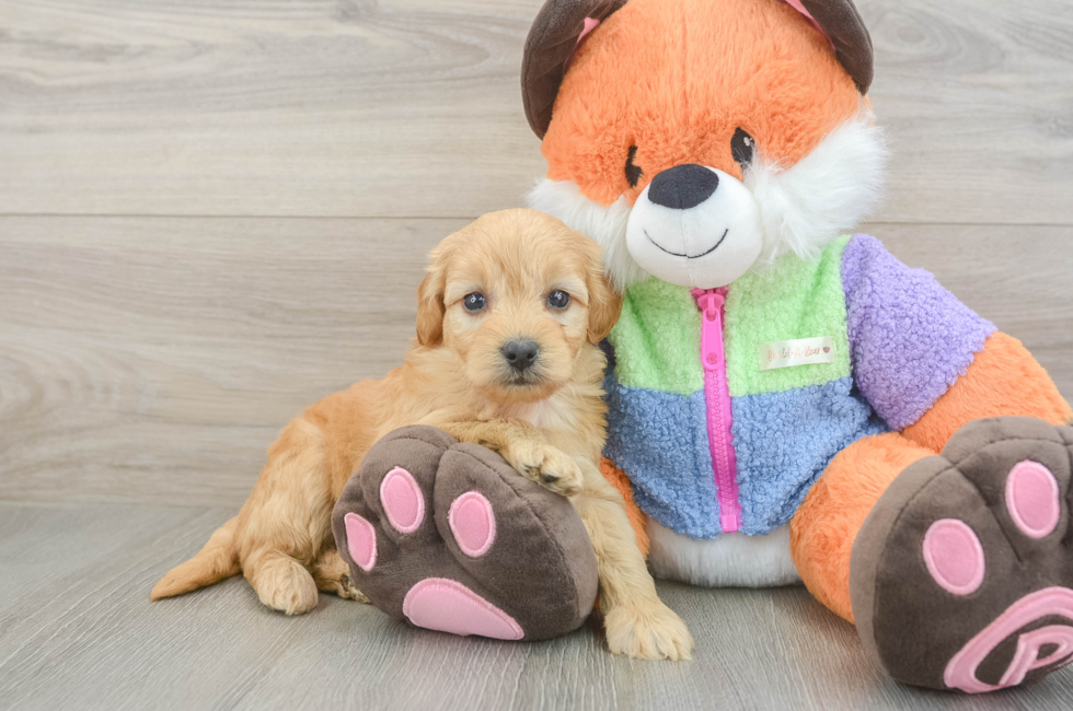 6 week old Mini Goldendoodle Puppy For Sale - Windy City Pups