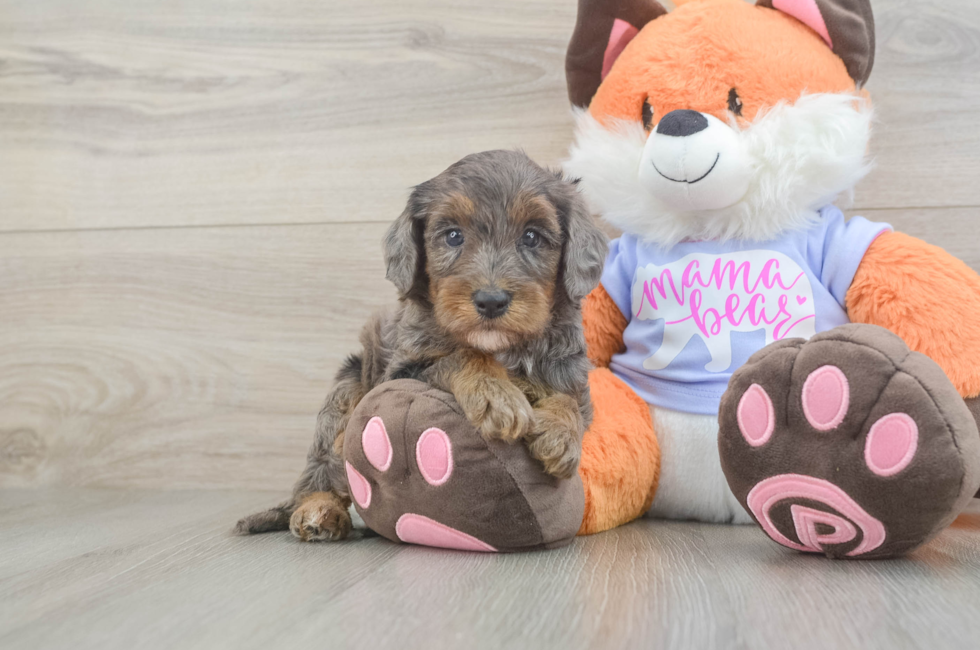 6 week old Mini Goldendoodle Puppy For Sale - Windy City Pups