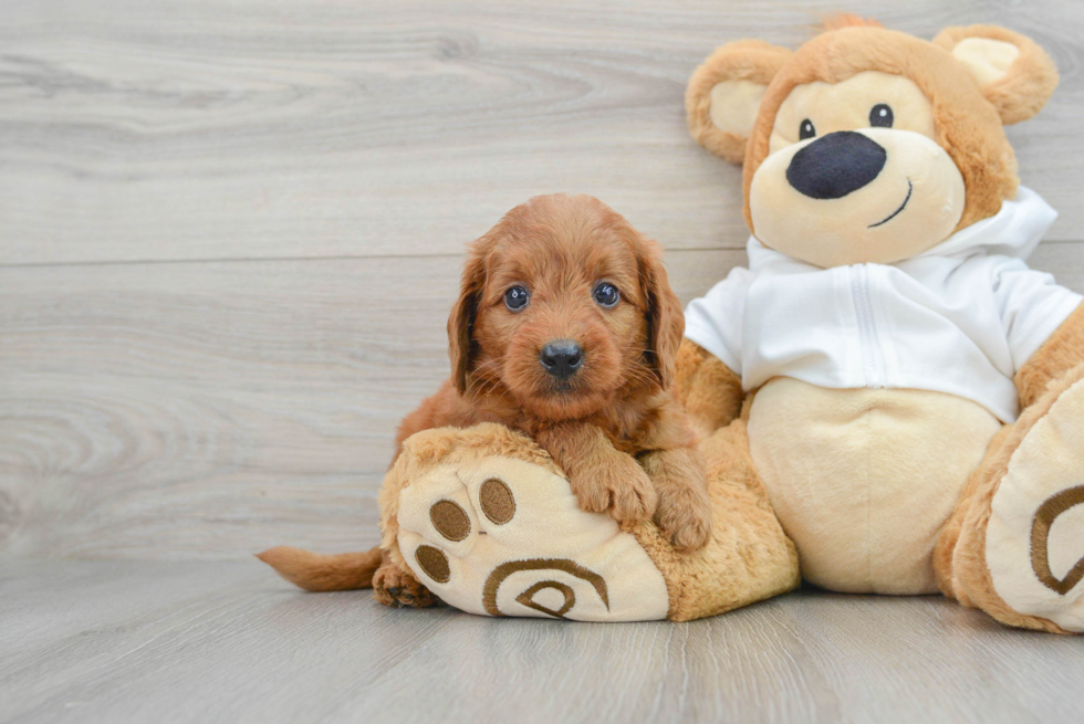 Cute Mini Goldendoodle Baby