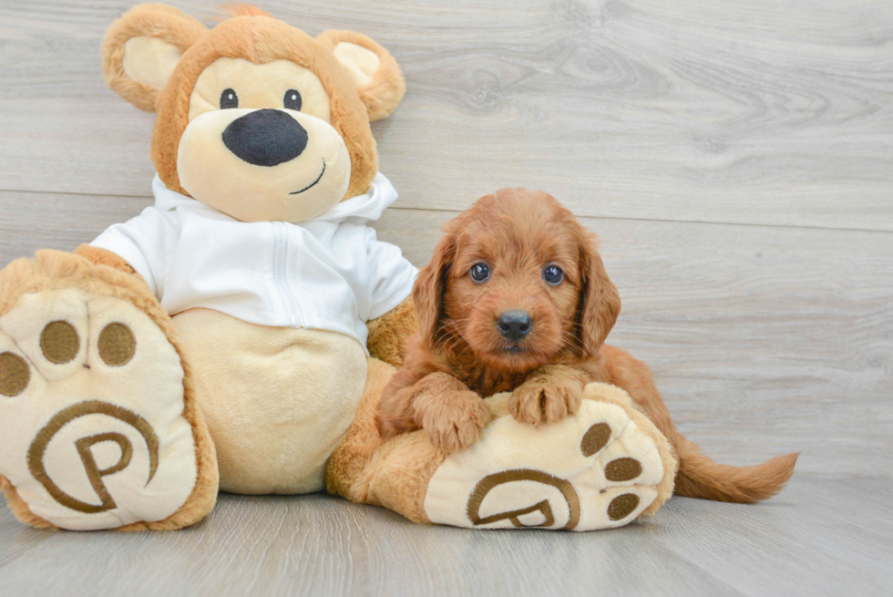 Cute Mini Goldendoodle Baby