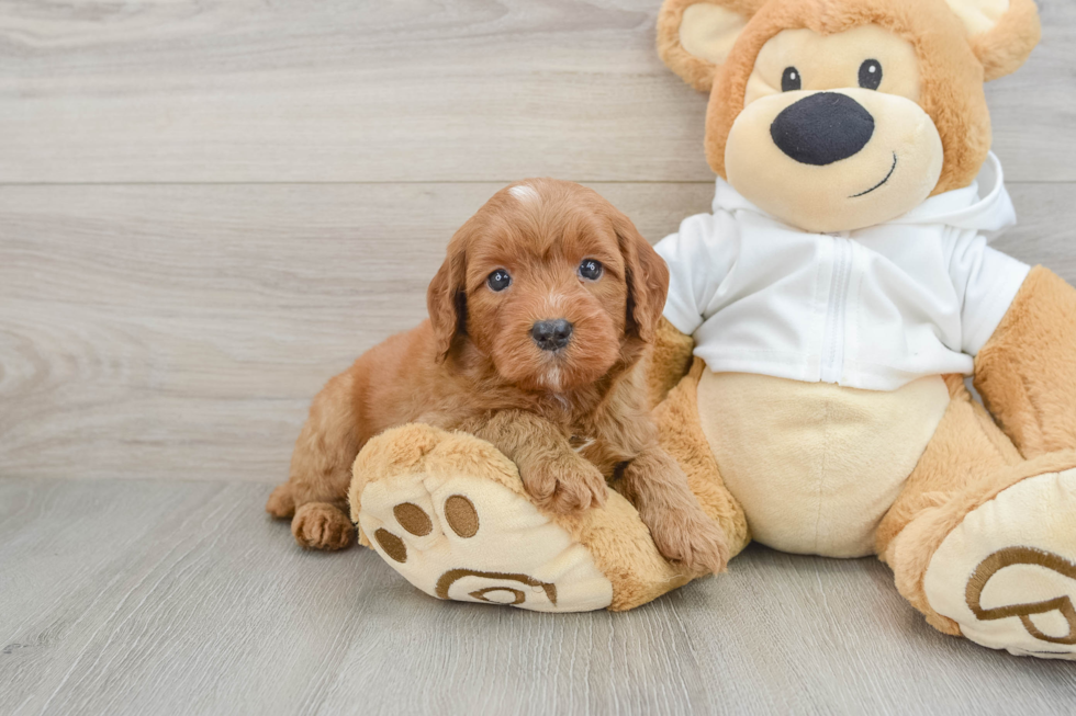 Mini Goldendoodle Pup Being Cute
