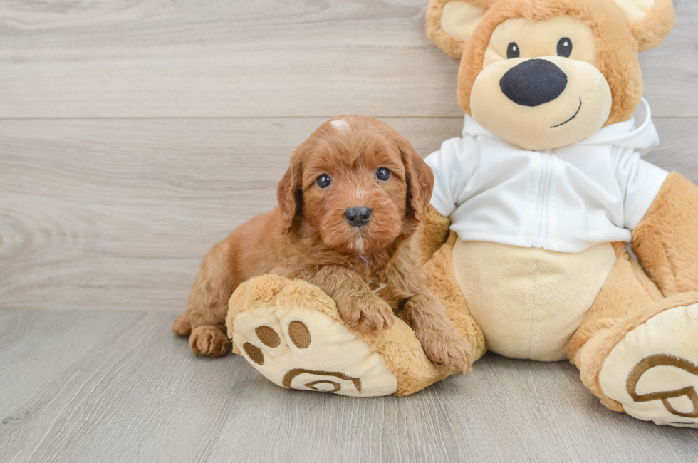 5 week old Mini Goldendoodle Puppy For Sale - Windy City Pups