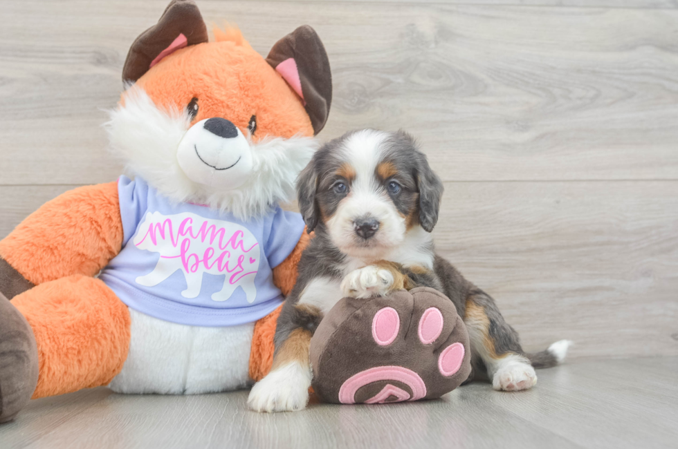 6 week old Mini Goldendoodle Puppy For Sale - Windy City Pups