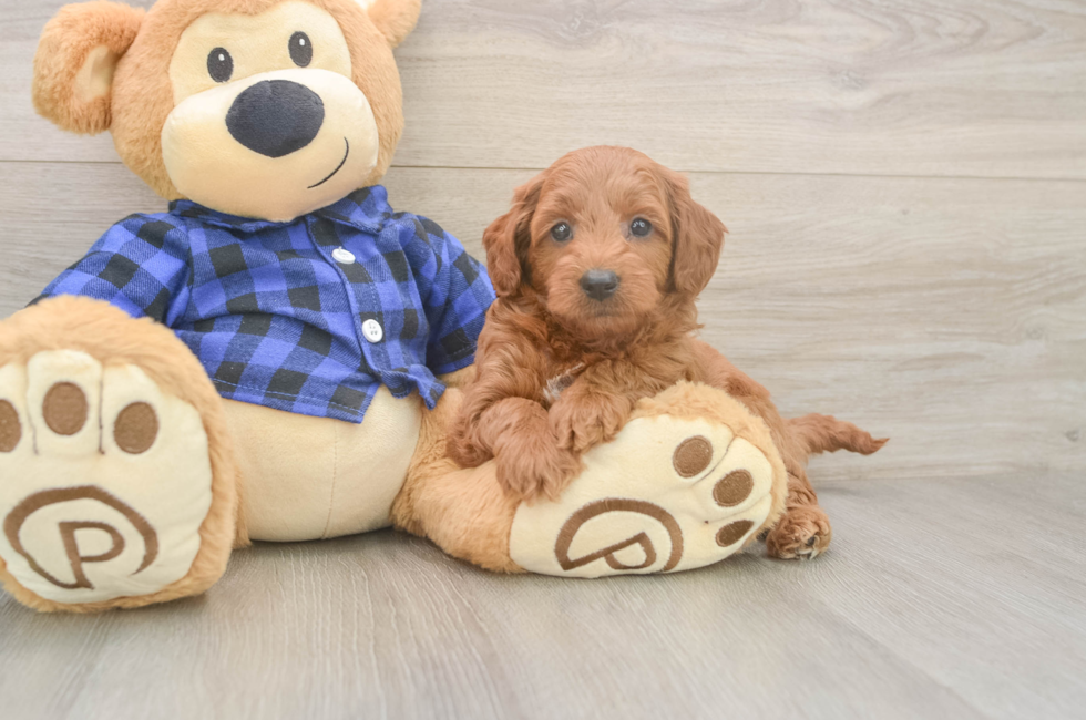 7 week old Mini Goldendoodle Puppy For Sale - Windy City Pups