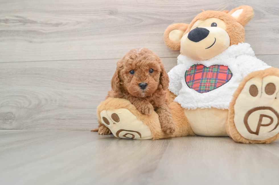 5 week old Mini Goldendoodle Puppy For Sale - Windy City Pups