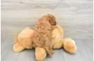 Hypoallergenic Mini Goldiepoo Poodle Mix Puppy