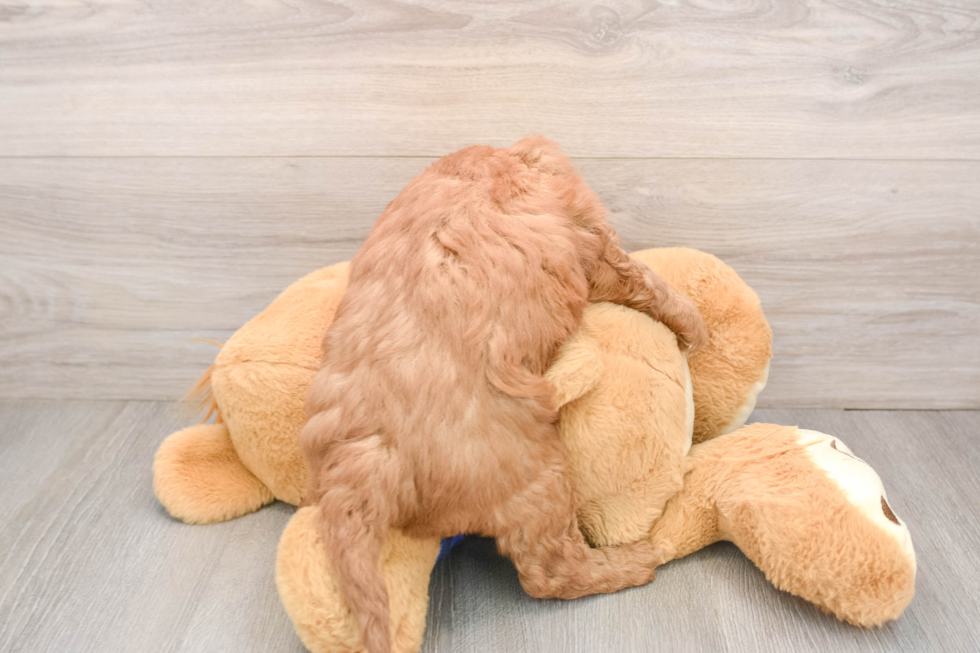 Mini Goldendoodle Pup Being Cute